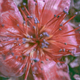 This was trying out the in-camera multiple exposure mode. It is a double exposure. I under-exposed the second shot too much, but after a little messing around in Lightroom, you can see it a little. I can’t wait to waste a whole roll with this mode! I think you can do up to nine exposures on one frame with it.